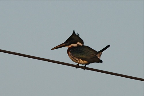 Amazon Kingfisher- Michael Retter