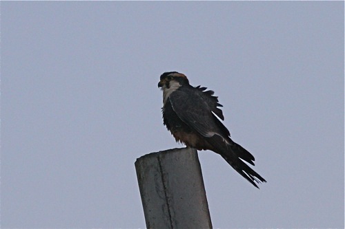 Aplomado Falcon  - Michael Retter