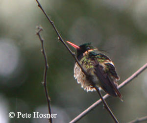 Black-crested Coquette near Valle Nacional