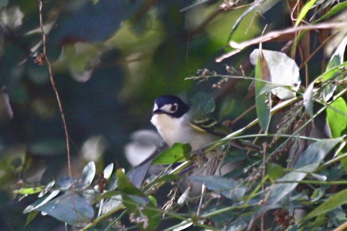 Black-capped Vireo - Michael Retter