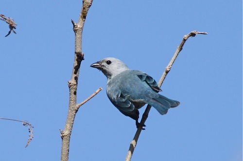 Blue-gray Tanager - Michael Retter