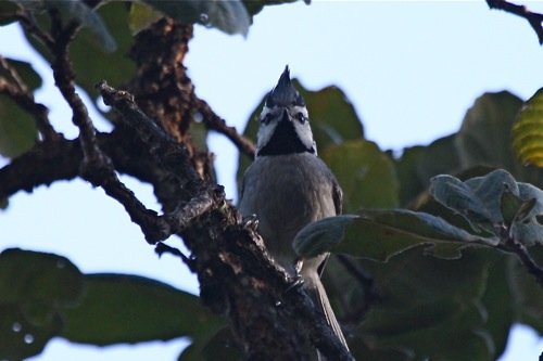 Bridled Titmouse - Michael Retter