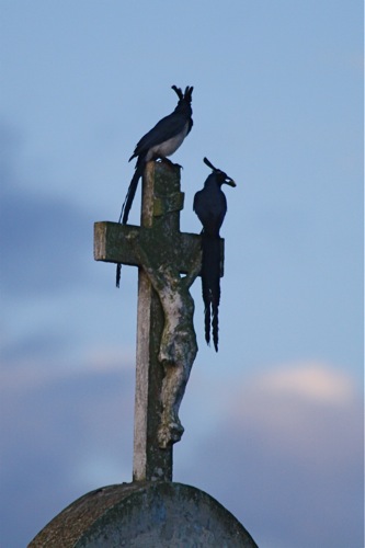 Black-throated Magpie-Jays - Michael Retter