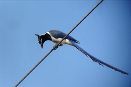 Black-throated Magpie-Jay - Michael Retter