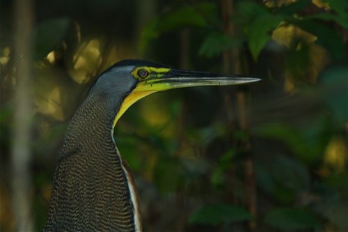 Bare-throated Tiger-Heron - Michael Retter