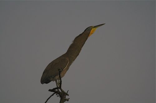 Bare-throated Tiger-Heron - Michael Retter