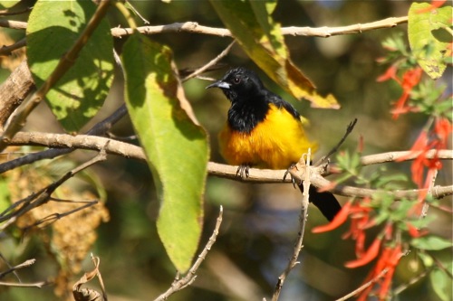 Black-vented Oriole - Michael Retter