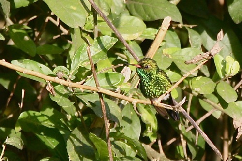 male Canivet's Emerald - Michael Retter