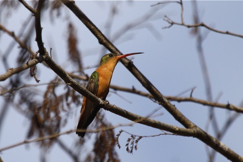 Cinnamon Hummingbirds are common in W Mexico -  Michael Retter