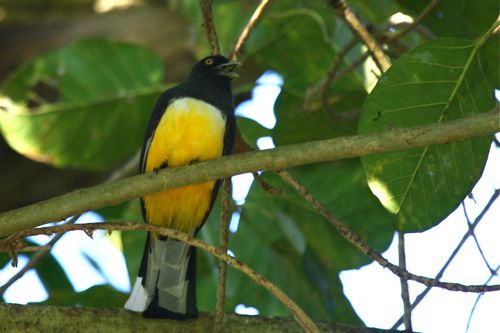 male Citreoline Trogon - Michael Retter