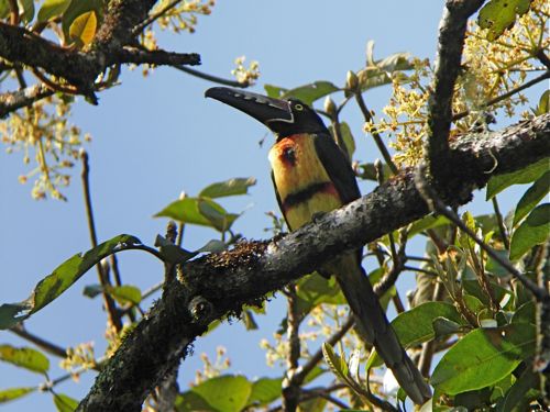 Collared Ara&ccedil;ari - Michael Retter