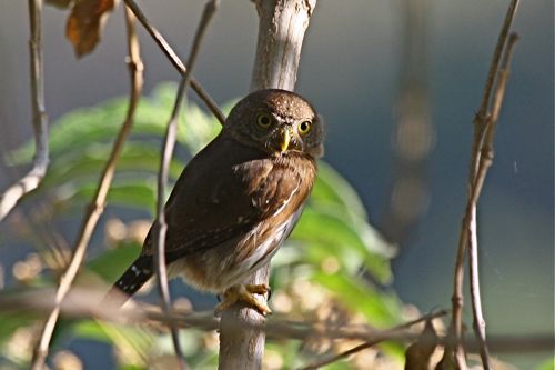 Colima Pygmy-Owl  - Michael Retter