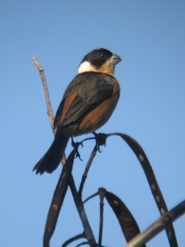 Cinnamon-rumped Seedeater - Michael Retter