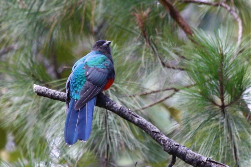 Eared Quetzal - Michael Retter