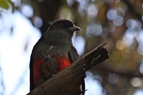 Eared Quetzal - Michael Retter