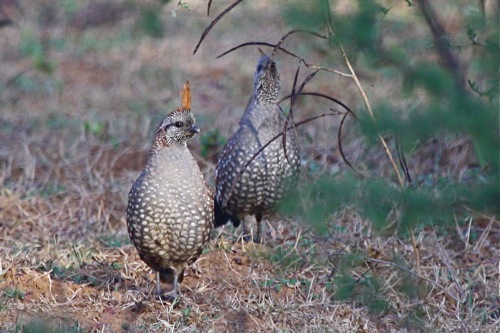 male Elagant Quail - Michael Retter