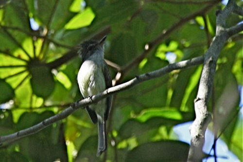 Flammulated Flycatcher - Michael Retter