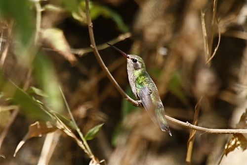 female Golden-crowned Emerald - Michael Retter