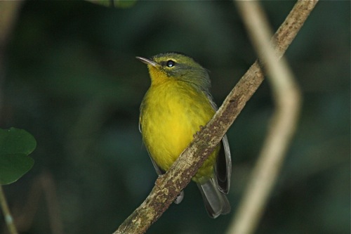 Golden-crowned Warbler - Michael Retter
