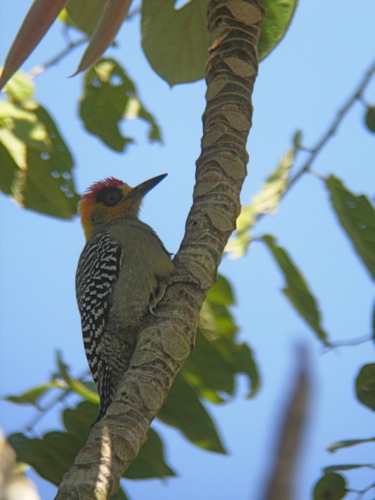 Golden-cheeked Woodpecker - Michael Retter