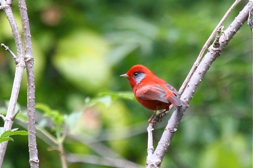 "Gray-eared" Red Warbler - Michael Retter