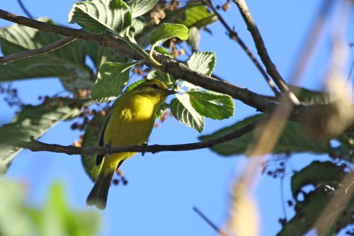 Golden Vireo - Michael Retter