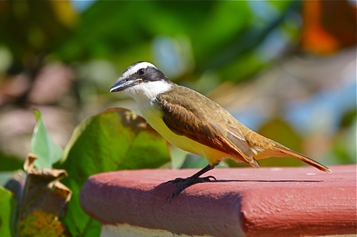Great Kiskadee - Michael Retter