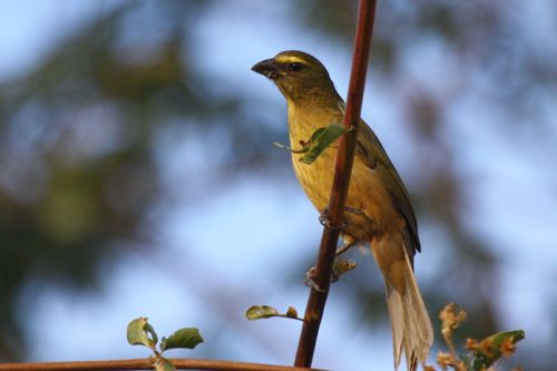 juv. Grayish Saltator - Michael Retter