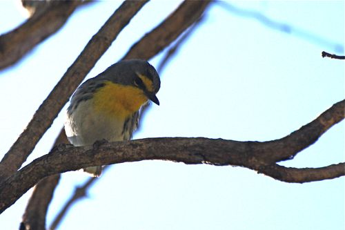 Grace's Warbler - Michael Retter