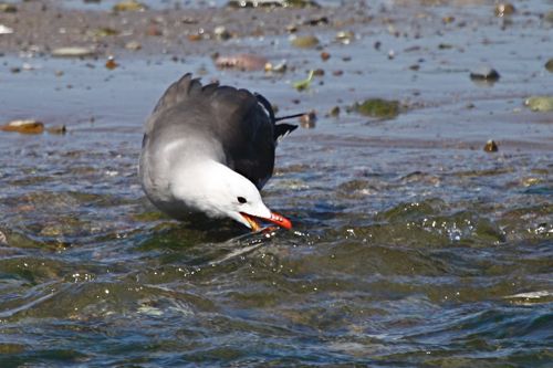 Heermann's Gull - Michael Retter