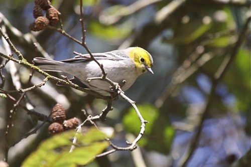 Hermit Warbler - Michael Retter