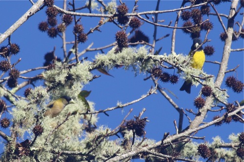Hooded Grosbeaks - Michael Retter