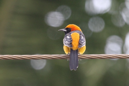male Hooded Oriole - Michael Retter