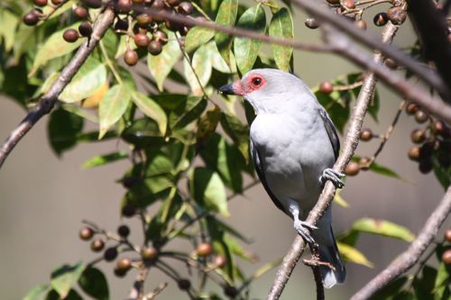 female Masked Tityra - Michael Retter