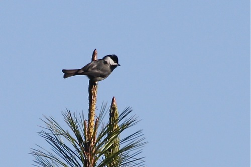 Mexican Chickadee - Michael Retter