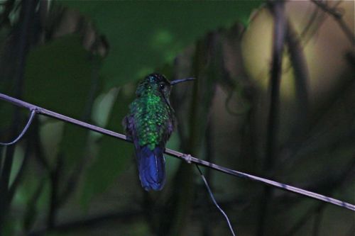 male Mexican Woodnymph - Michael Retter