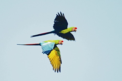 Military Macaws - Michael Retter