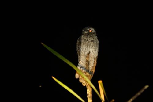 Northern Potoo - Michael Retter