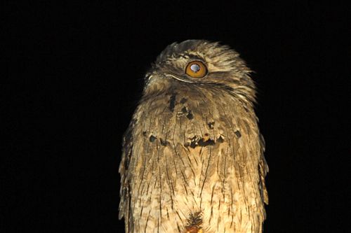 Northern Potoo - Michael Retter