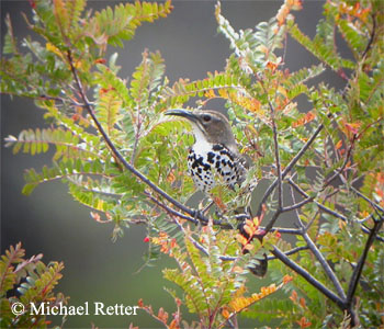 Ocellated Thrasher at Teotitlan del Valle