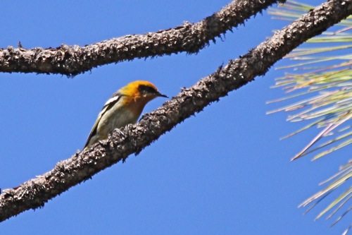 Olive Warbler - Michael Retter