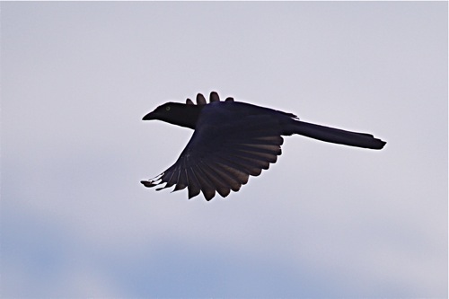 Purplish-backed Jay - Michael Retter