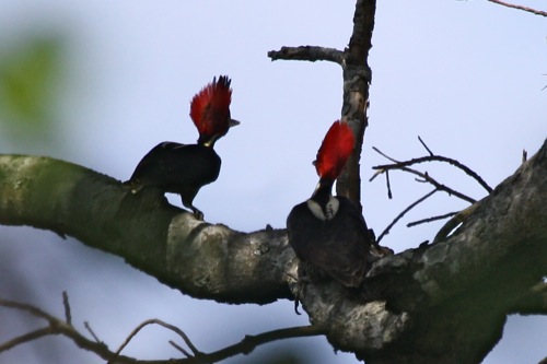 Pale-billed Woodpeckers - Michael Retter