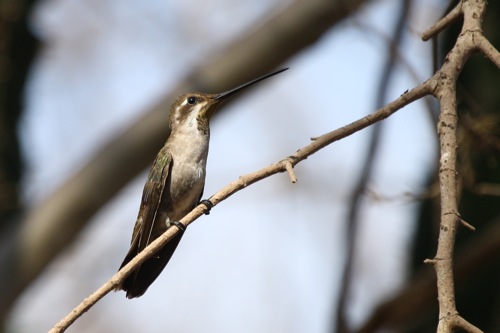 Plain-capped Starthroat - Michael Retter