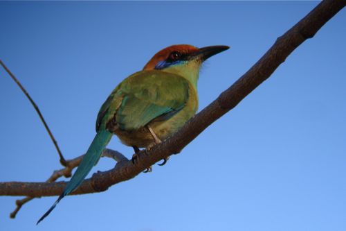 Russet-crowned Motmot - Michael Retter