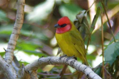 Red-headed Tanager - Michael Retter