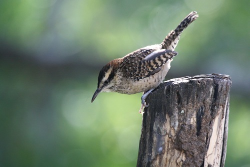 "Veracruz" Rufous-naped Wren - Michael Retter