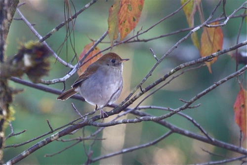 Russet Nightingale-Thrush - Michael Retter