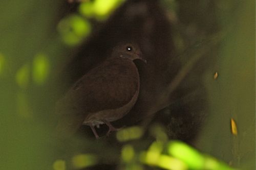 female Ruddy Quail-Dove - Michael Retter