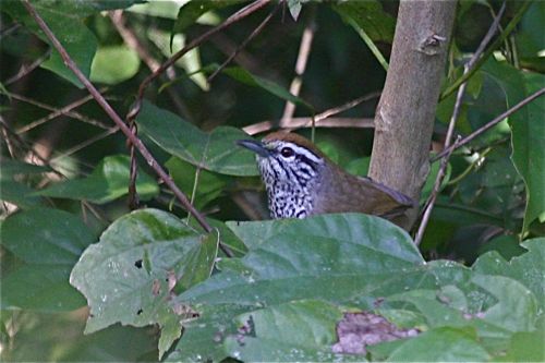Spot-breasted Wren - Michael Retter